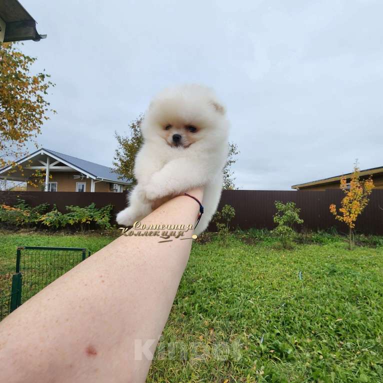Собаки в Москве: Мини девочка померанского шпица крошка на ладошку Девочка, Бесплатно - фото 2