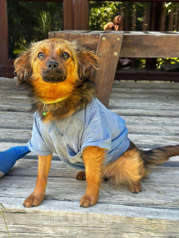 Собаки в Москве: Скромная малышка Юна Девочка, Бесплатно - фото 2