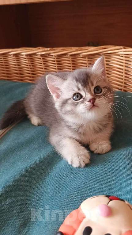 Кошки в Барнауле: Шотландский котик-страйт Юстас Мальчик, Бесплатно - фото 5