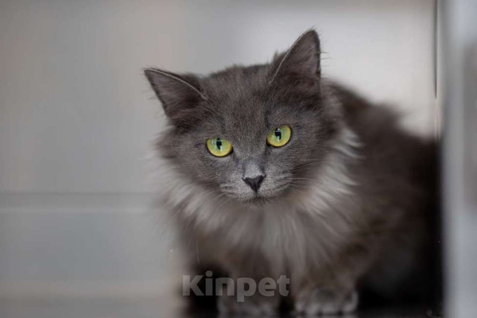 Кошки в Москве: Тинки Девочка, Бесплатно - фото 3