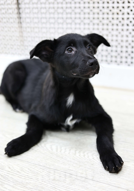 Собаки в Москве: Щенки бесплатно в Москве Девочка, Бесплатно - фото 6