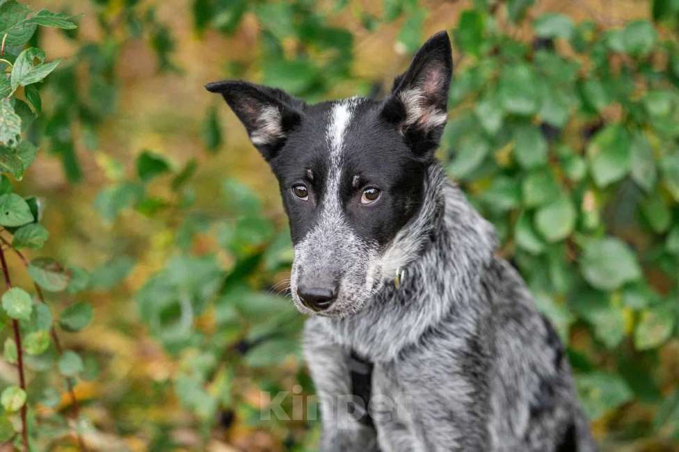 Собаки в Подольске: Скай, который жил на крыше Мальчик, Бесплатно - фото 3