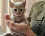 Кошки в Таганроге: Котейки Мальчик, Бесплатно - фото 1