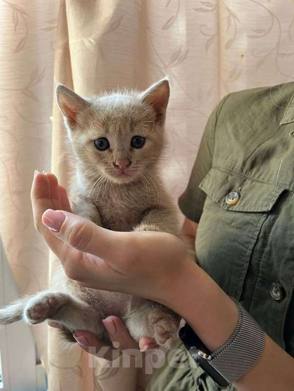 Кошки в Таганроге: Котейки Мальчик, Бесплатно - фото 1