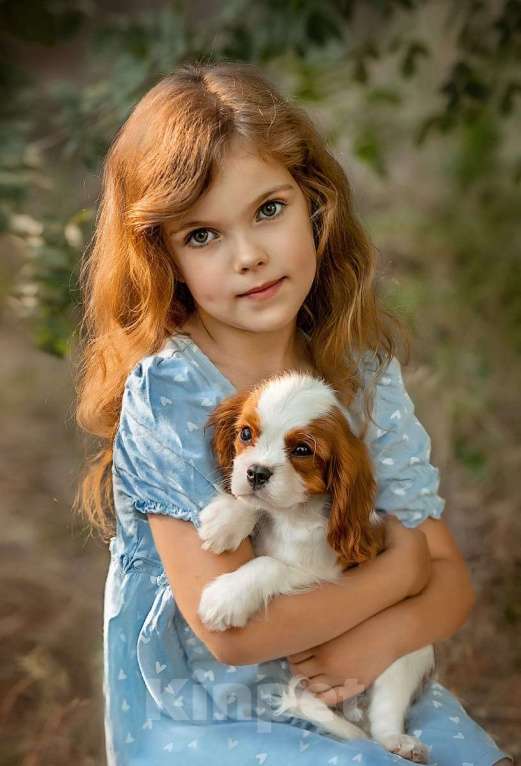 Собаки в Москве:  Кавалер Кинг Чарльз спаниель щенки  Мальчик, 60 000 руб. - фото 1