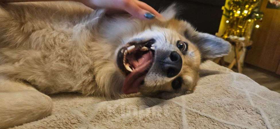 Собаки в Москве: Иногда жизнь поворачивается против тебя...так и случилось с Риком ...  Мальчик, Бесплатно - фото 2