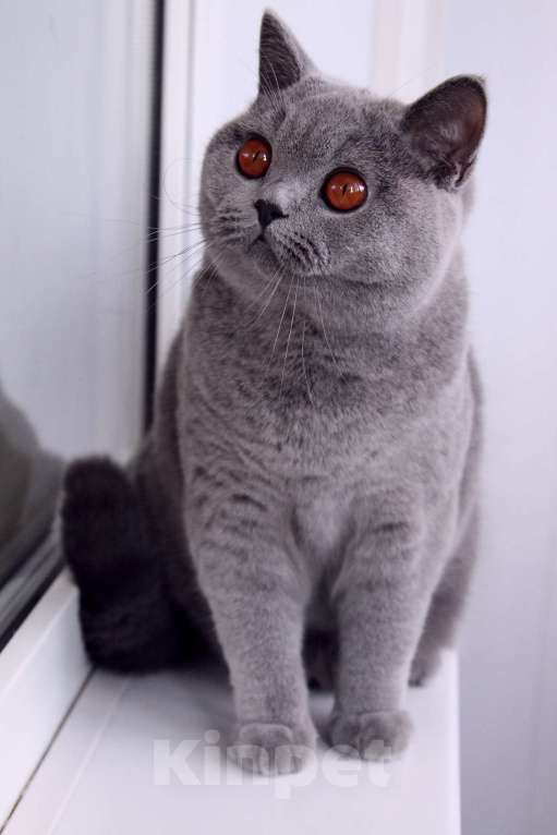 Кошки в Санкт-Петербурге: Нужен дом британке Девочка, 10 000 руб. - фото 2