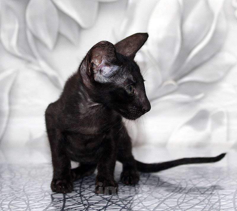 Кошки в Новосибирске: Котёнок Петерболд вариетта Мальчик, 35 000 руб. - фото 4