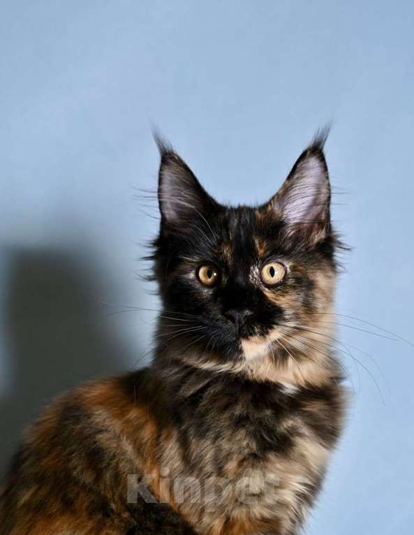 Кошки в Саратове: Мейн Кун Девочка, 40 000 руб. - фото 2