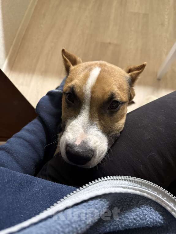 Собаки в Москве: В добрые руки  Мальчик, Бесплатно - фото 3