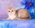 Кошки в Санкт-Петербурге: Голубое золото кот 🐈 скоттиш-фолд Мальчик, 30 000 руб. - фото 1