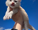 Кошки в Санкт-Петербурге: Котята мейн -куна Мальчик, 50 000 руб. - фото 2