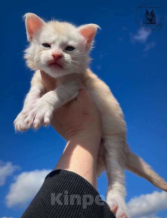 Кошки в Санкт-Петербурге: Котята мейн -куна Мальчик, 50 000 руб. - фото 2