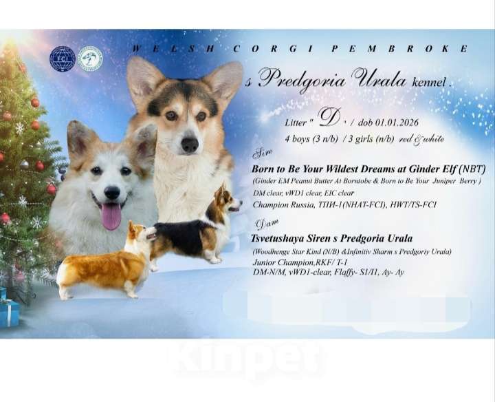 Собаки в Перми: Щенок вельш-корги Мальчик, 35 000 руб. - фото 2