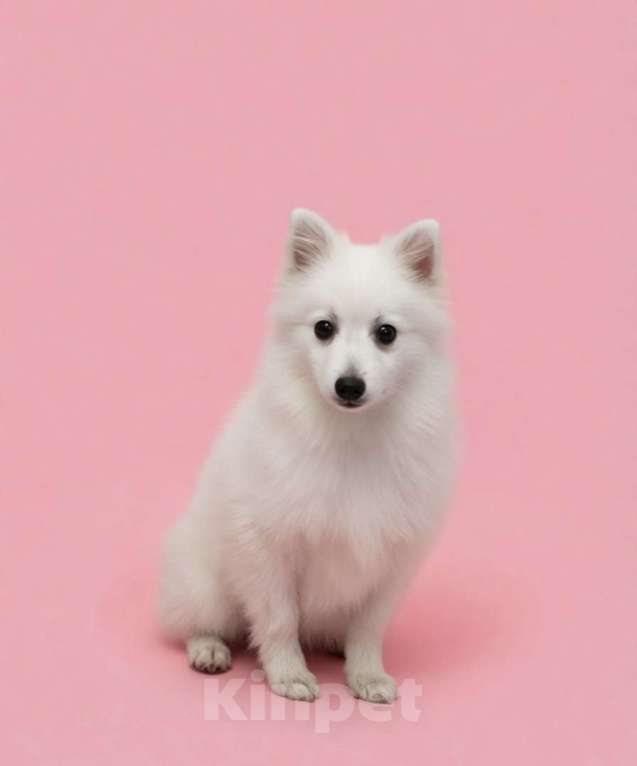 Собаки в Москве: Сука японского шпица Девочка, 50 000 руб. - фото 2