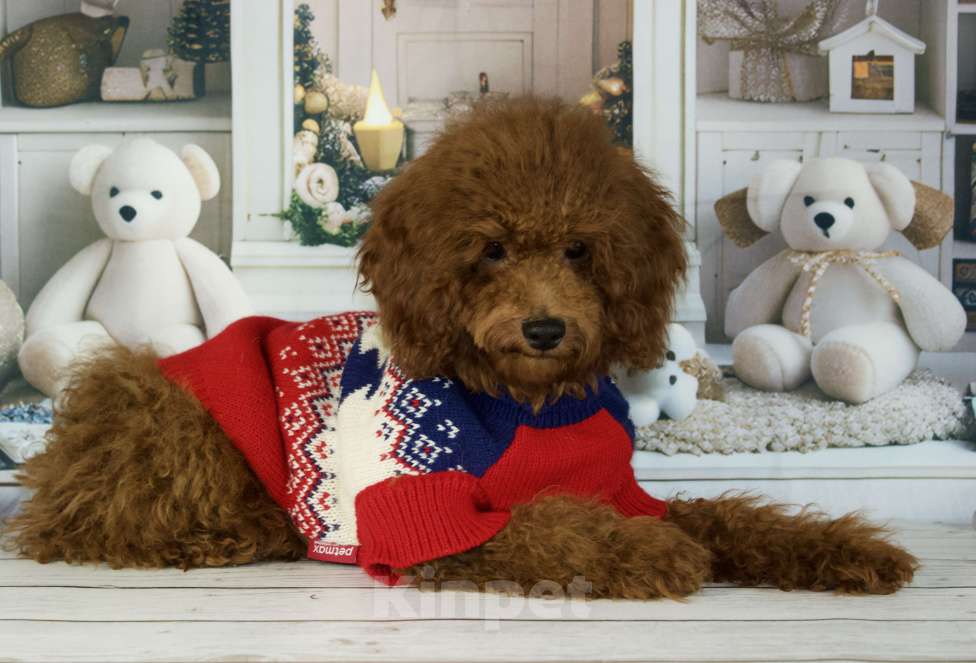 Собаки в Балашихе: Анабель девочка той-пудель Тедди  Девочка, 90 000 руб. - фото 3