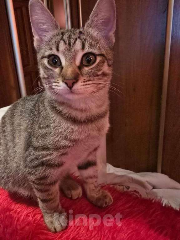 Кошки в Москве: Полосатый ласковый котёнок Марфушка в дар Девочка, 1 руб. - фото 5