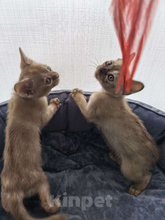 Кошки в Санкт-Петербурге: Бурманские котята девочки Девочка, 23 000 руб. - фото 5