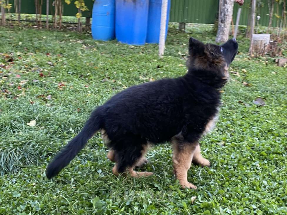 Собаки в Казани: Щенок длинношерстной немецкой овчарки Девочка, Бесплатно - фото 2