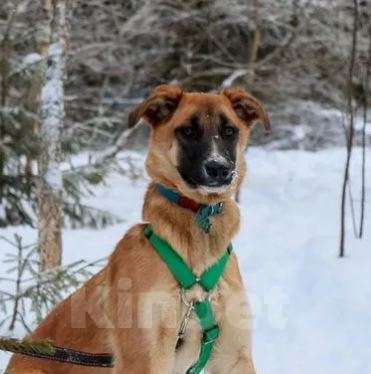 Собаки в Москве: Кейт Девочка, Бесплатно - фото 3