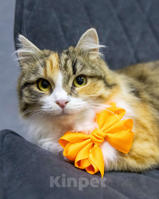 Кошки в Екатеринбурге: Фудзи особенная кошка ищет дом  Девочка, Бесплатно - фото 2