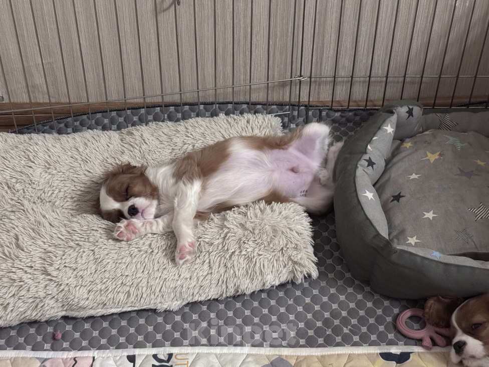 Собаки в Владимире: Щенки Кавалер Кинг Чарльз Спаниеля РКФ Мальчик, 75 000 руб. - фото 8