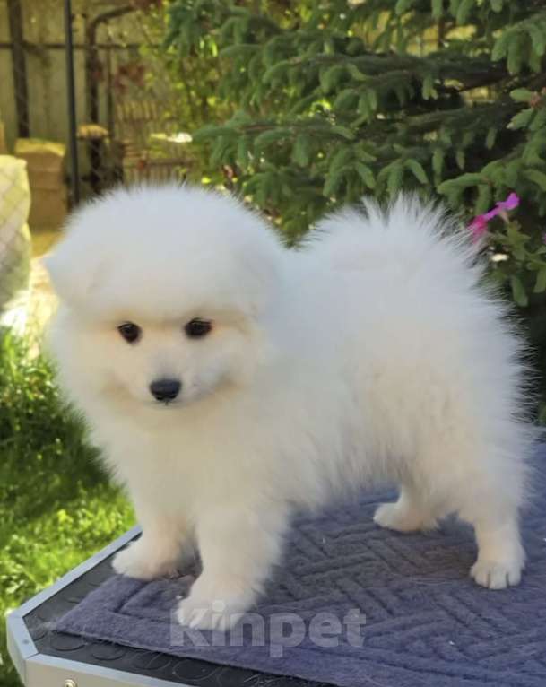 Собаки в Сергиеве Посаде: Предлагаем мальчика Японского шпица Мальчик, 60 000 руб. - фото 7