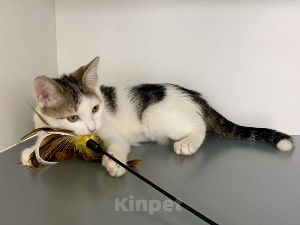 Кошки в Москве: Котенок-подросток в шапочке в добрые руки Мальчик, Бесплатно - фото 3