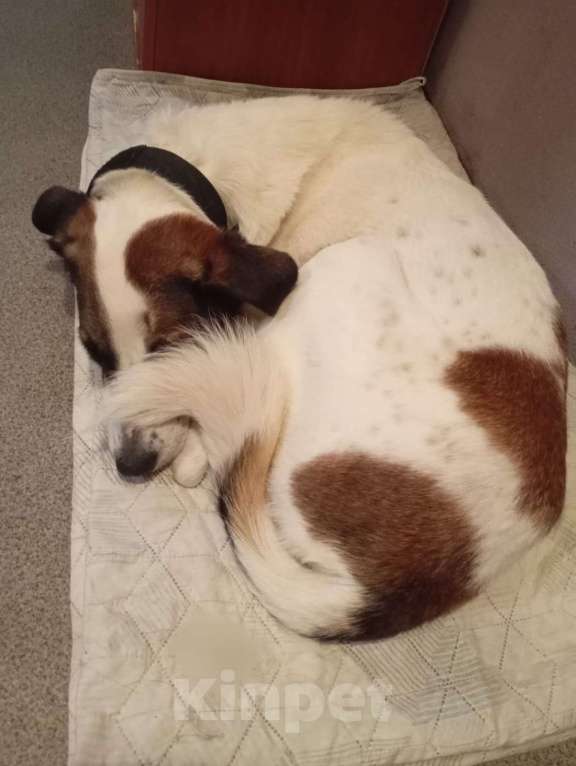 Собаки в Москве: Спокойный и ласковый белый пёс Арчи в дар Мальчик, 1 руб. - фото 10