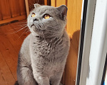 Кошки в Дмитрове: Отдам кошку в добрые руки Девочка, Бесплатно - фото 1