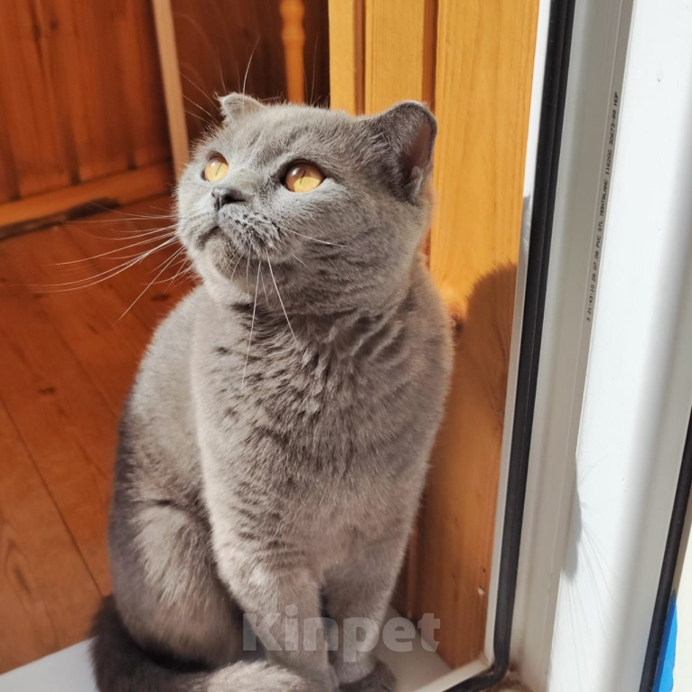 Кошки в Дмитрове: Отдам кошку в добрые руки Девочка, Бесплатно - фото 1