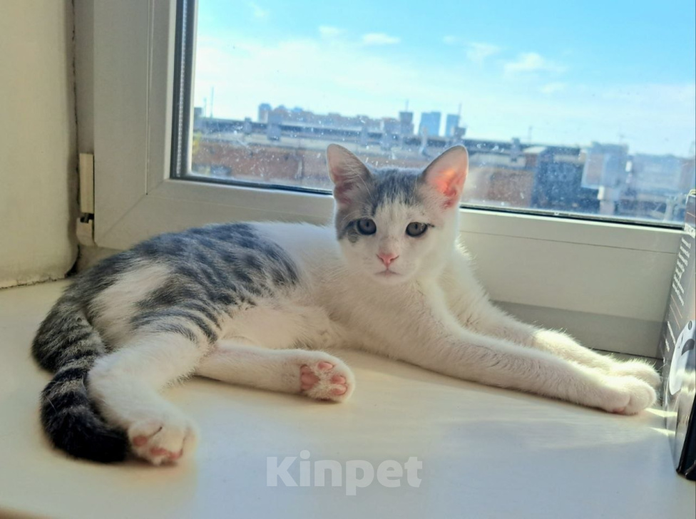 Кошки в Москве: Три котенка от метиса экзота Мальчик, Бесплатно - фото 6