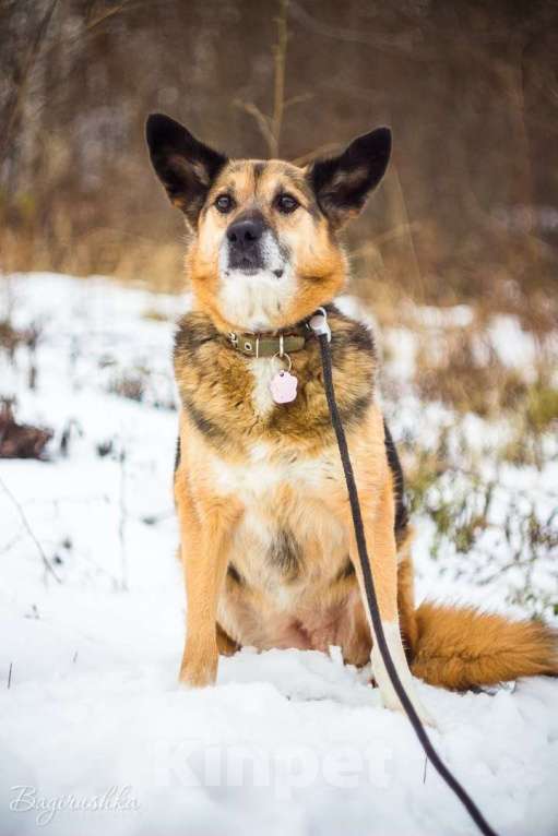 Собаки в Москве: Полли Девочка, Бесплатно - фото 3
