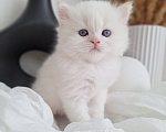 Кошки в Вологде: Шотландские котята Разнополые, 10 000 руб. - фото 5
