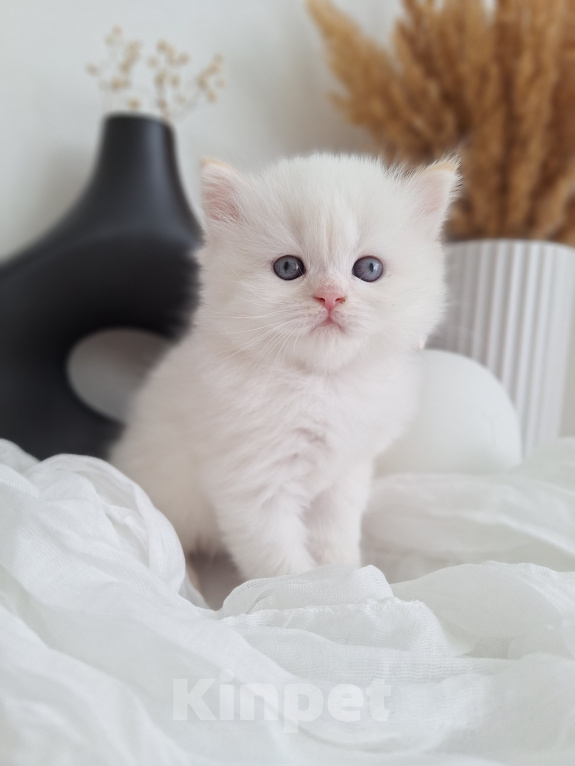 Кошки в Вологде: Шотландские котята Разнополые, 10 000 руб. - фото 5