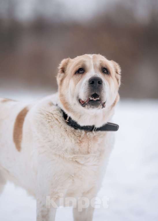 Собаки в Видном: Алабай Джек, 6 лет Мальчик, Бесплатно - фото 2