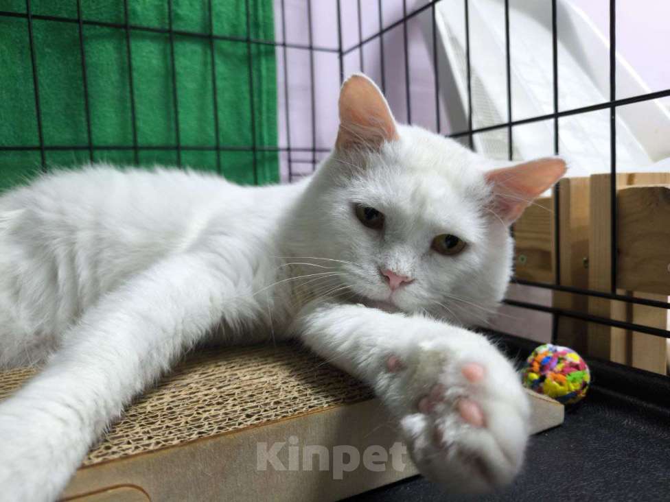 Кошки в Москве: Котик в добрые руки Мальчик, Бесплатно - фото 2