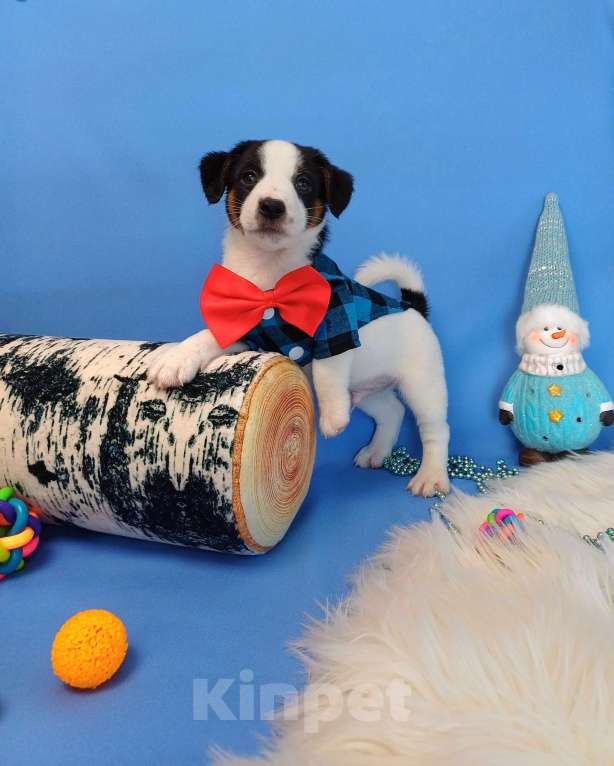 Собаки в Иркутске: Мальчики и девочки  Мальчик, 35 000 руб. - фото 4