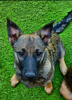 Щенок Мишель