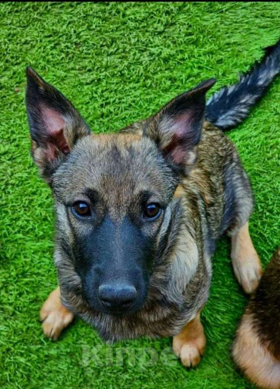 Собаки в Москве: Щенок Мишель Девочка, Бесплатно - фото 1