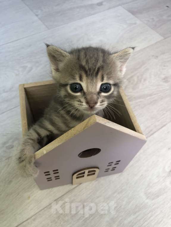 Кошки в Туапсе: Котятки в добрые руки Мальчик, Бесплатно - фото 1