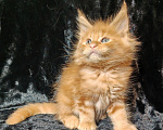 Кошки в Кубинке: Котенок породы мейн-кун Мальчик, 80 000 руб. - фото 2