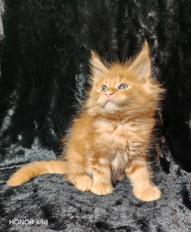 Кошки в Кубинке: Котенок породы мейн-кун Мальчик, 80 000 руб. - фото 2
