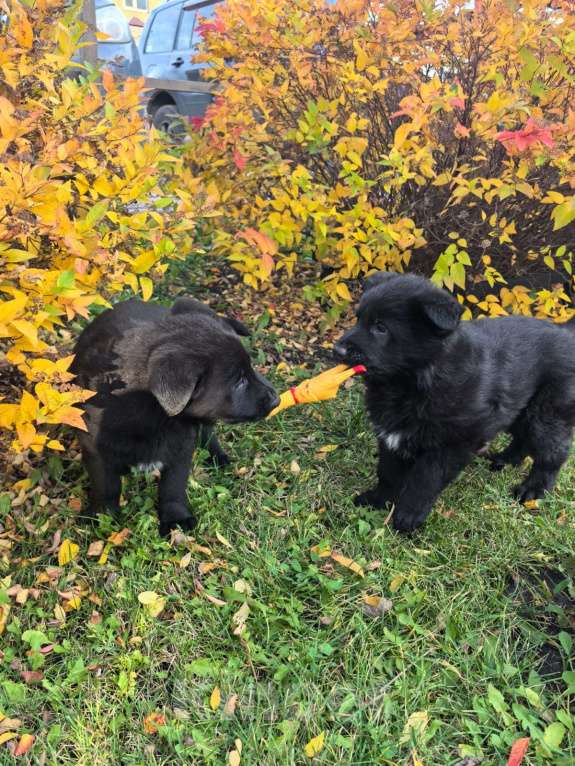 Собаки в Орле: Щенки немецкой овчарки Мальчик, 50 000 руб. - фото 3