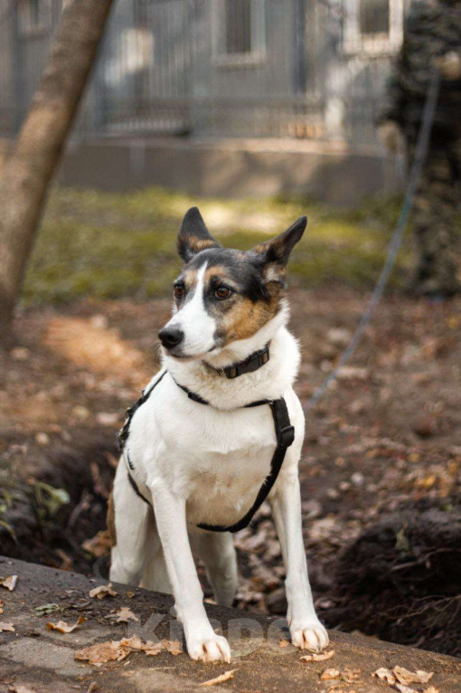 Собаки в Москве: Бэлла очень ждёт своего человека! Девочка, Бесплатно - фото 5
