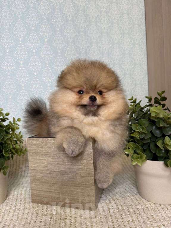 Собаки в Тюмени: Классный парень померанского шпица  Dakster Мальчик, Бесплатно - фото 1