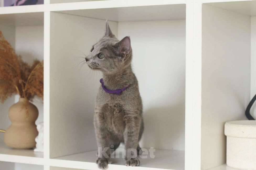 Кошки в Москве: Русский голубой котенок Мальчик, 60 000 руб. - фото 7