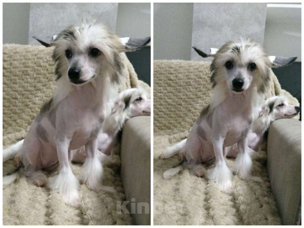 Собаки в Санкт-Петербурге: Девочки китайской хохлатой собаки Девочка, Бесплатно - фото 3