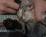 Кошки в Челябинске: Котенок мальчик в добрые руки (срочно) Мальчик, Бесплатно - фото 3