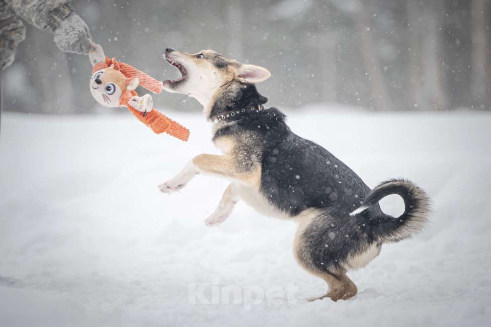 Собаки в Клине: Мира — звонкое счастье Девочка, Бесплатно - фото 8